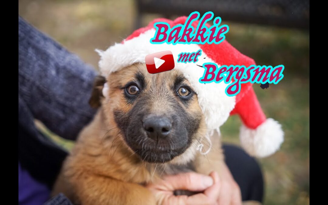 Kerstborrel met Bergsma #053: Dark Winter, Bright Truth, Zegen Dit Malle Land